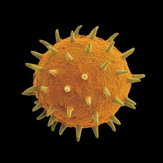 ظرفيت دانشگاه‌هاي پذيرنده رشته ویروس شناسی پزشکی در سال ١٤٠٤